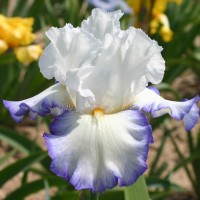 'Queen's Circle' Kerr 2000